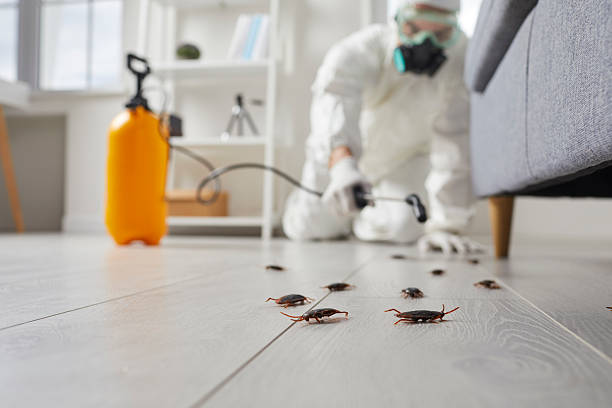 Post-Treatment Bed Bug Interceptor Monitoring in Rio Bravo